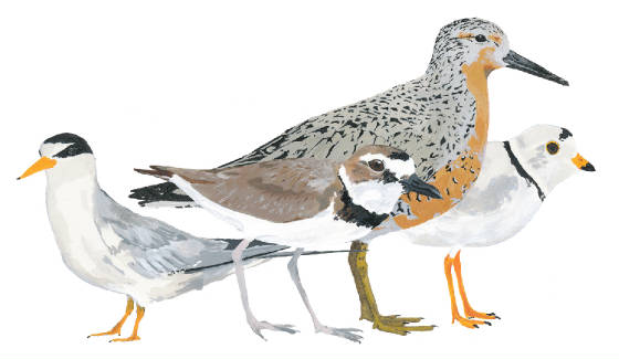 SOTCbirdpaintings_web.jpg